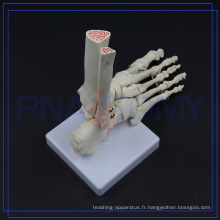 PNT-0109F Modèle médical de squelette de podarthrum humain de taille normale